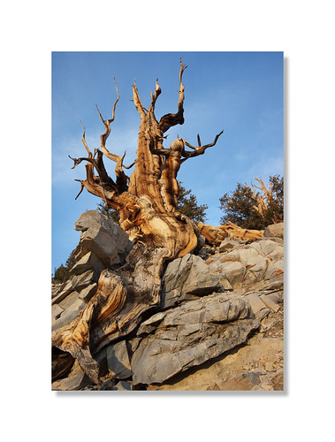 california usa tree pine forest ancient whitemountains bishop gnarled bristlecone schulmangrove inyocounty