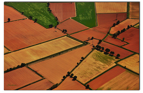 trees italy colors alberi italia aerialview terre fields lands colori lombardia lombardy ghostbuster campi vistaaerea gigi49 blinkagain