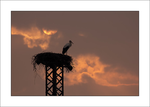 sun sunrise nest alba © sole nido stork cicogna flickrstruereflection1 flickrstruereflection2 beppeverge
