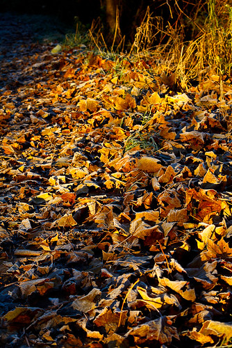 autumn leaves sunrise leaf stjacobs