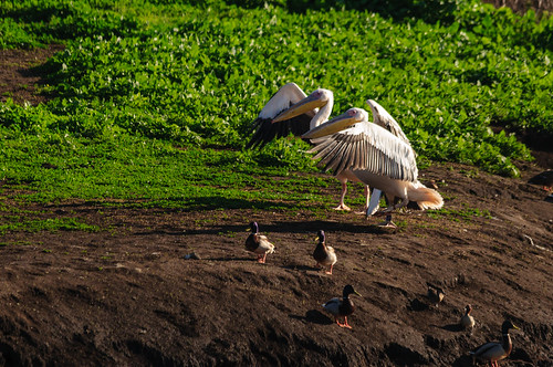 pelicans birds animals israel hula galilee il mideast naturelandscape