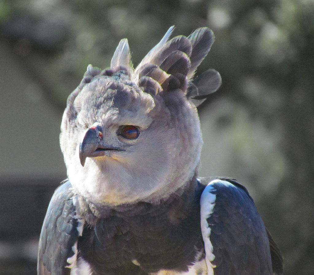 Harpy Eagle II