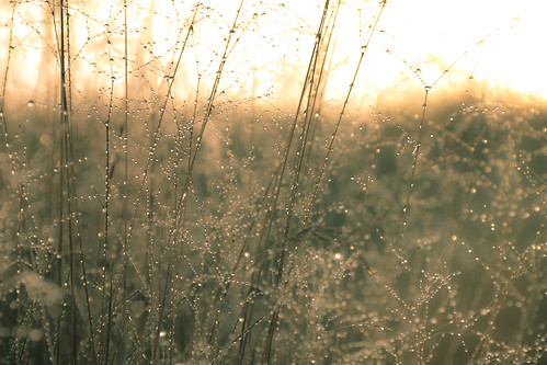 morning grass rain sunrise drops day dew tau sonnenaufgang morgen solingen tropfen gräser theegarten