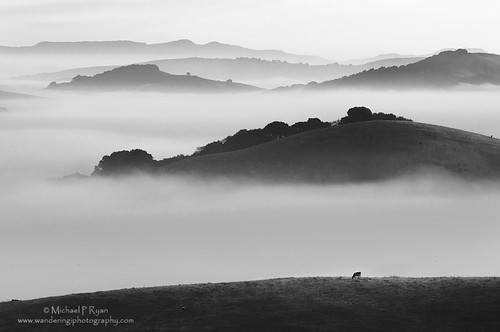 blackandwhite fog sunrise photography michael cow moody ryan marin sonoma hills petaluma marinmagazine wilsonhill michaelryanphotography