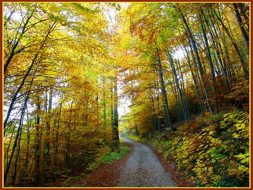autumn trees fall forest laub herbst foliage wald bäume niederösterreich loweraustria stixenstein