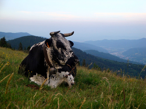 mountain france grass animal race rural montagne landscapes cow view ballon panoramic alsace vue munster vache herbe panoramique crests agricole crêtes vosgienne