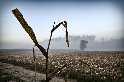 fog sunrise river corn cornfield farm tennessee clarksville cumberlandriver