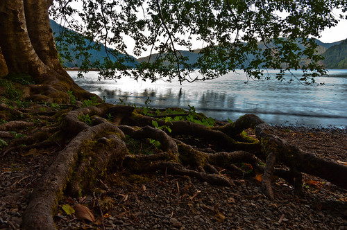 trees lake water landscapes washington roots sunsets olympicpeninsula