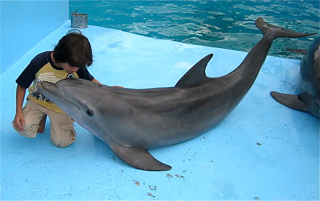 dolphin love at national aquarium in havana cuba