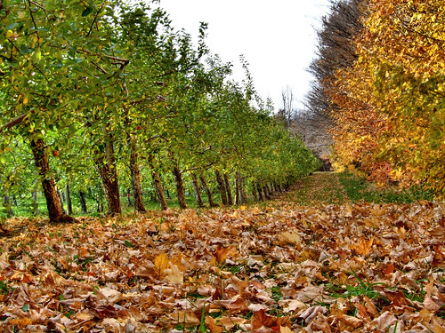 autumn trees color leaves landscape orchard agriculture hdr lowview
