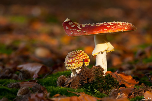 autumn fall nature mushroom netherlands closeup forest woods herfst nederland natuur fungi venlo amanitamuscaria paddenstoel bos paddestoel limburg flyagaric vliegenzwam bracom mygearandme mygearandmepremium mygearandmebronze mygearandmesilver ruby10 ruby5 ruby20