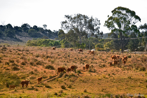 rural cow cattle australia queensland bovine toowoomba darlingdowns