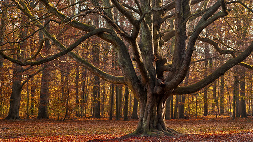 park wood autumn tree fall forest branches herbst cologne köln oldtree trunk äste wald baum stadtwald flickraward flickraward5 flickrawardgallery ringexcellence musictomyeyeslevel1