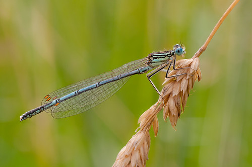 blue summer macro green nature animal insect nikon dragonfly sommer natur meadow wiese sigma grün blau makro libelle insekt tier 105mm d90 sigma105mm nikond90
