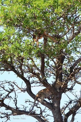 africa animals fauna southafrica nikon wildlife safari leopard gps krugerpark 170500mm sanparks gp1 pantherapardus sigma170500mm d7000 southafricannationalparks nikongp1 nikond7000 mpumpalanga
