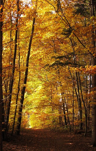 autumn trees fall nature colors yellow canon landscape path herbst natur powershot topshots sx130 0269 koaxial theoriginalgoldseal mygearandme mygearandmepremium canonpowershotsx130is img9648b flickrstruereflection1 flickrstruereflection2