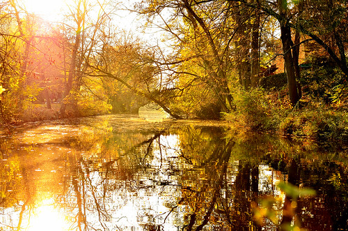 trees light sunset sun lake france tree art nature water beautiful river photo lyon picture dor parc tete