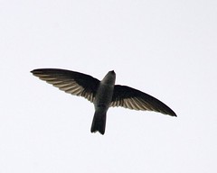 The White-nest swiftlet, Aerodramus fuciphagus, in flight