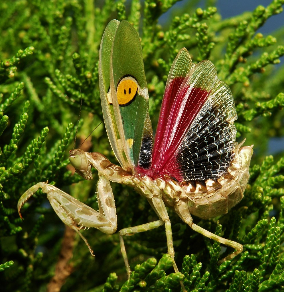 Jeweled Flower Mantis (Creobroter gemmatus, Hymenopodidae) - a photo on