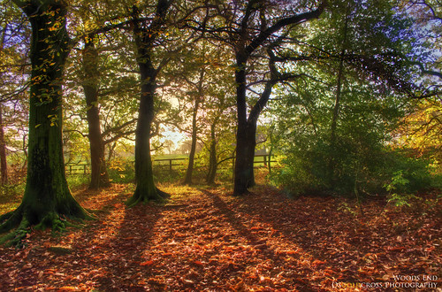 autumn trees sky sun sunlight green leaves yellow landscape gold leaf woods nikon raw shadows hdr 3xp handheldhdr howellwoods southkirkby nikond5100