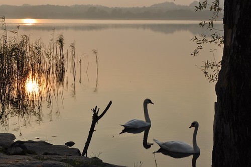 sunset italy panorama sun lake reflection lago gold swan nikon italia colore view horizon sole lombardia oro cigni orizzonte d90 civate