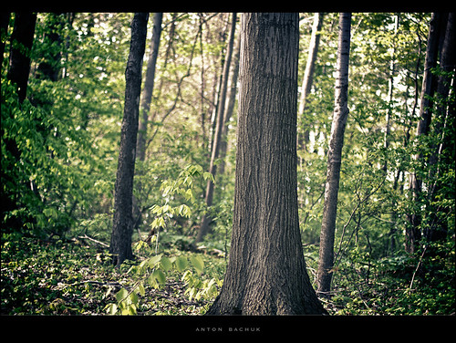 trees canon woods forrest peaceful 60d