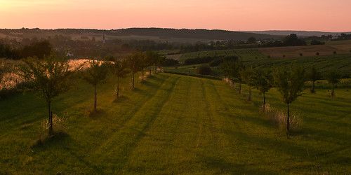 sunset tree germany landscape deutschland sonnenuntergang felder fields nrw landschaft baum rheinland rhineland königswinter sigma30mmf14exdchsm stieldorf ourdailychallenge