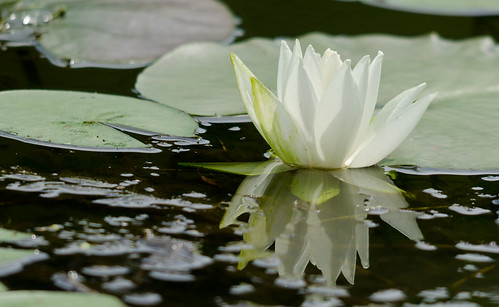 park white flower water nikon pittsburgh pennsylvania north lilly d7000 sigma150500mm bigmos