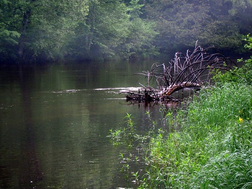 mist forest landscapes michigan rivers