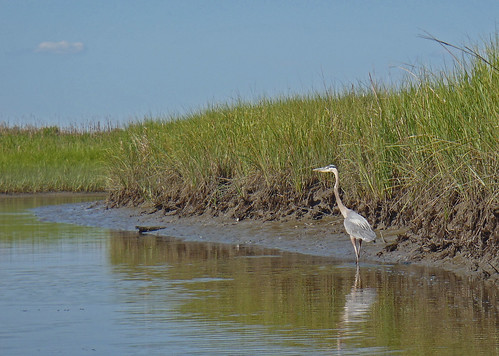 A variety of songbirds, shorebirds, and raptors make York River home.  It is a birder's and photographers paradise!