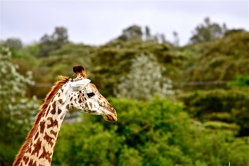 park trees up canon neck aj high close personal kenya nairobi profile safari national girafe brustein 50d