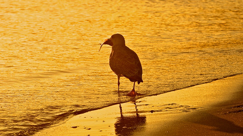 morning fish beach strand sunrise seagull fisch sonnenaufgang ostsee binz möwe rügen