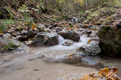 longexposure nature water leaves stream ndfilter d5000 nd8x