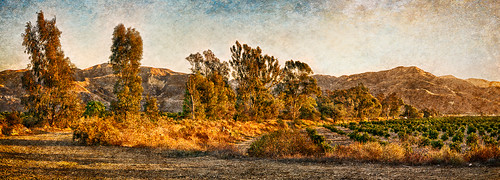orchard oranges venturacounty piru california panorama outdoors landscape sunset