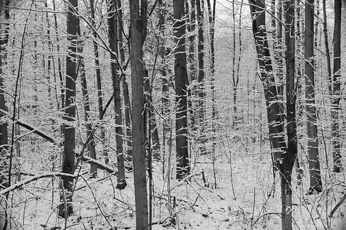 winter blackandwhite ontario canada rural forest firstsnow degreywolfphotography
