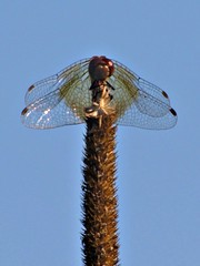dragonfly [2]