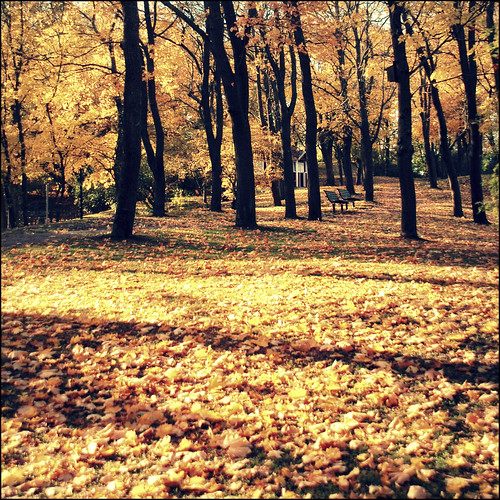 autumn trees fall leaves yellow square sweden stockholm schweden sverige suede höst långholmen 2011