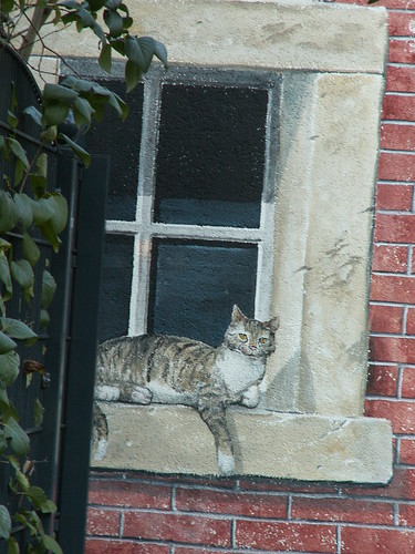 Die Freiheit der Katze am Fenster in Dresden Zschachwitz und gebe dem Volke der Zukunft 025