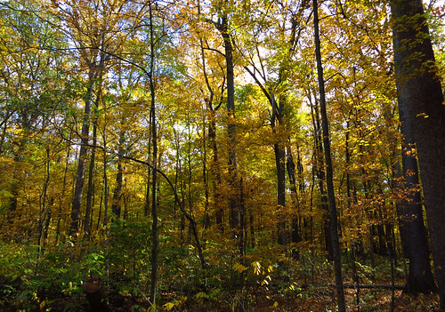 autumn trees color fall leaves canon powershot s100 wesselmanwoods