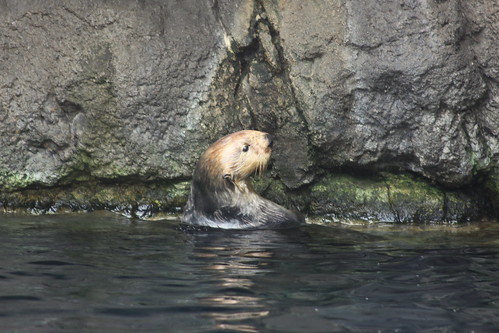mammals otters aquariums newyorkaquarium marinemammals wcs