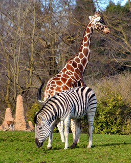 Zebra & Giraffe