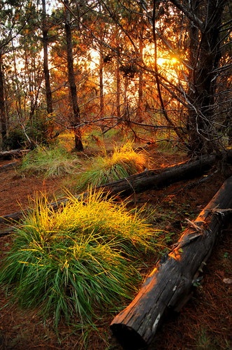 california park ca sunset grass forest point coast state salt logs northern clump