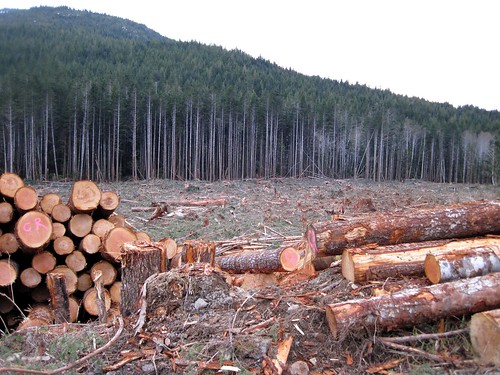 cut logging clear clearcut