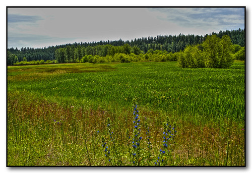 flowers trees green landscape washington spokane littlespokaneriver