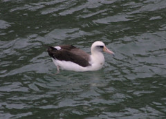 Laysan Albatross, Point Albion, CA, 2003_01_11 (1 of 4).jpg