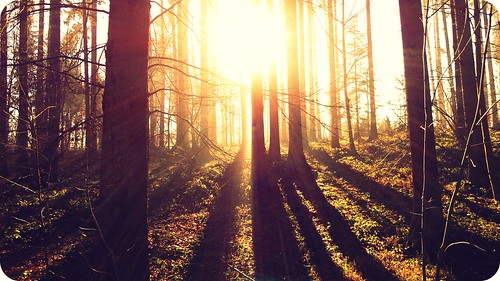 trees light sunlight love sunshine forest switzerland shadows shine
