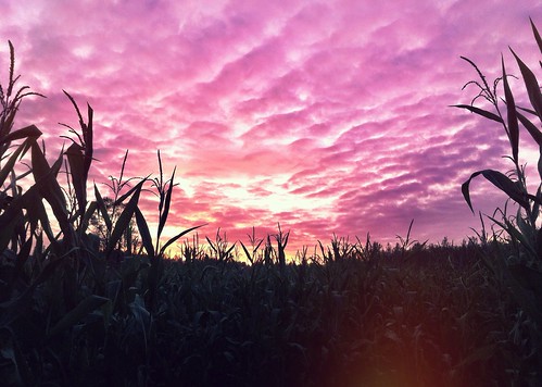 pink autumn sunset sky nature colors clouds landscape washington cornfield dusk pacificnorthwest washingtonstate cornmaze iphone snohomish pacnw bobscorn iphotography iphonephotography iphoneography