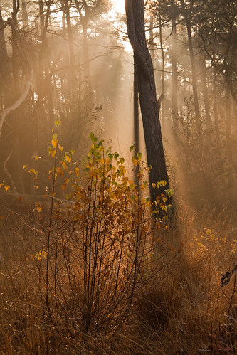 autumn netherlands forest sunrise bomen herfst natuur boom sunrays bos ven backlighting overijssel ochtend tegenlicht steenwijk struik zonsopkomst deeese