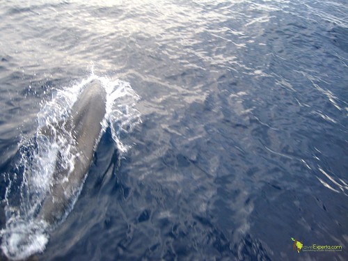 dolphin spotting caribbean - catamaran tour in honduras