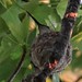 hummingbird on nest